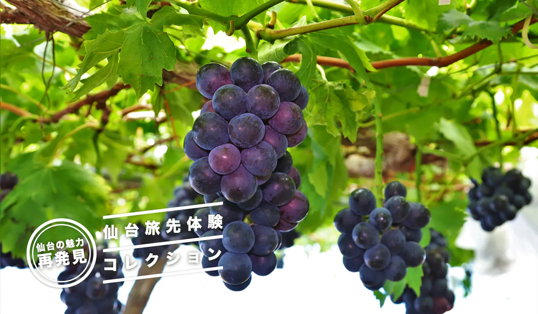 仙台秋旅・体験特集！秋の味覚を体験！