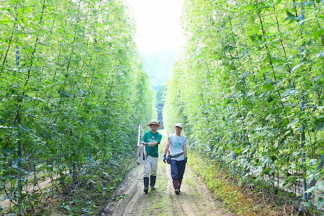 「ホップ」の畑