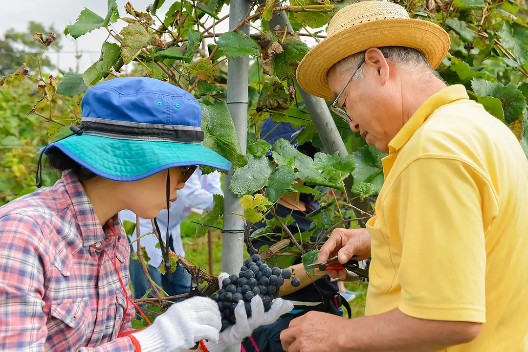 ぶどうを収穫