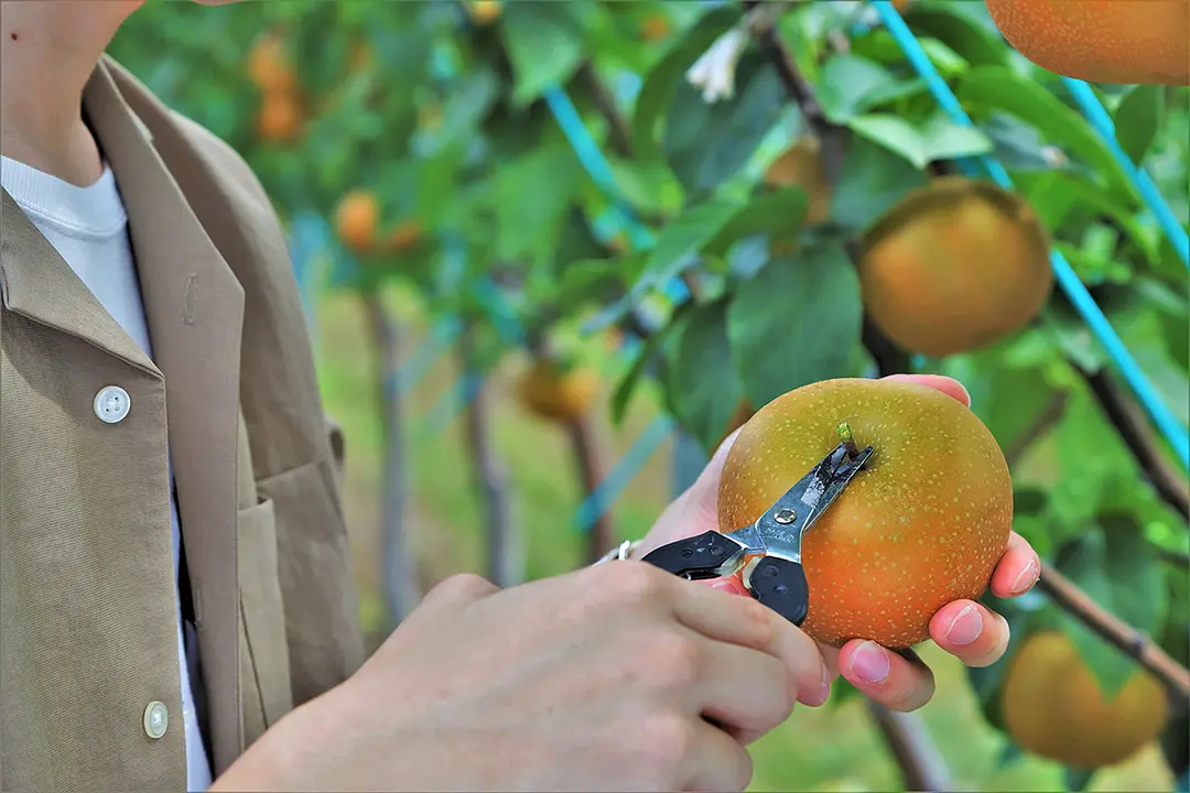 収穫方法も丁寧に教えてくれます。