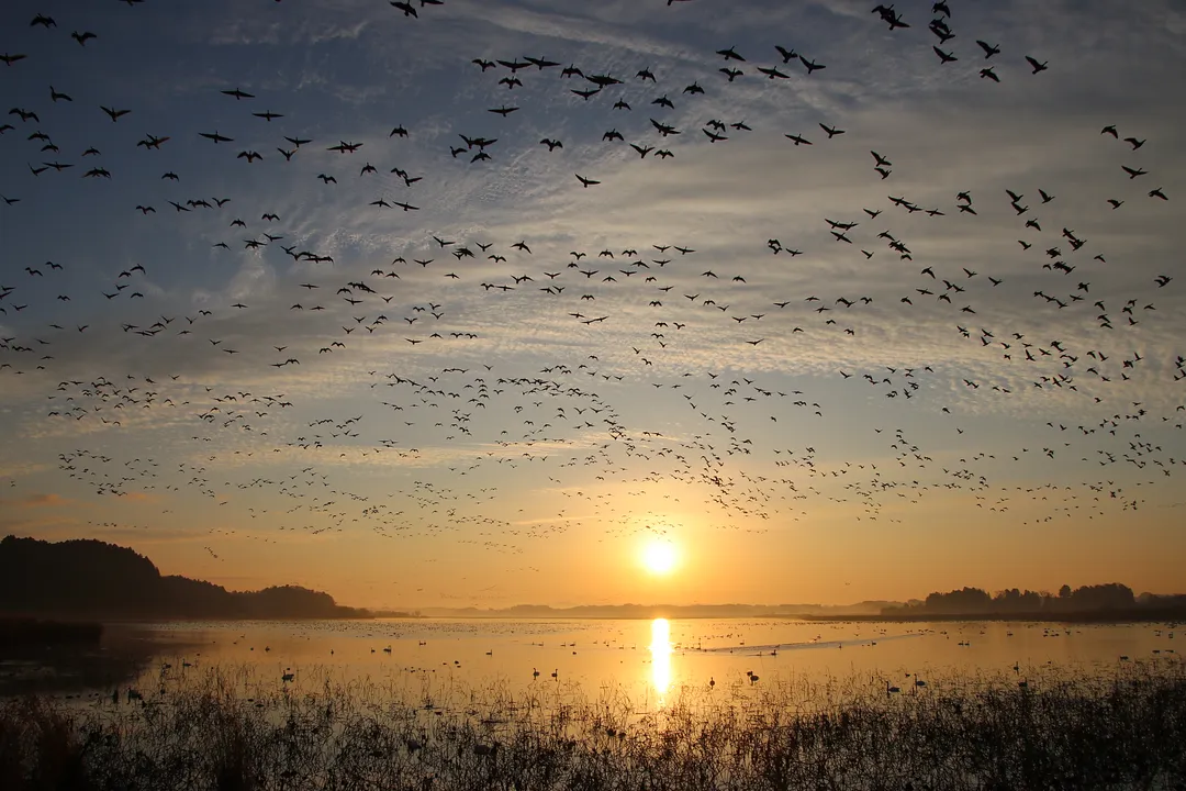 미야기현 북부(오사키, 도메, 구리하라, 가미 등)