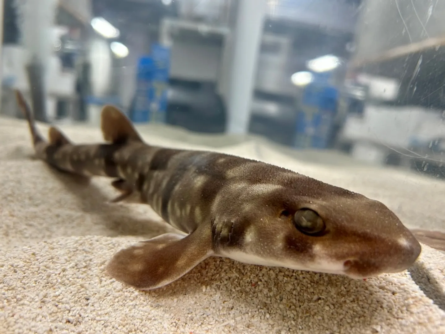 鬼のパンツのトラ模様をイメージした「トラザメ」