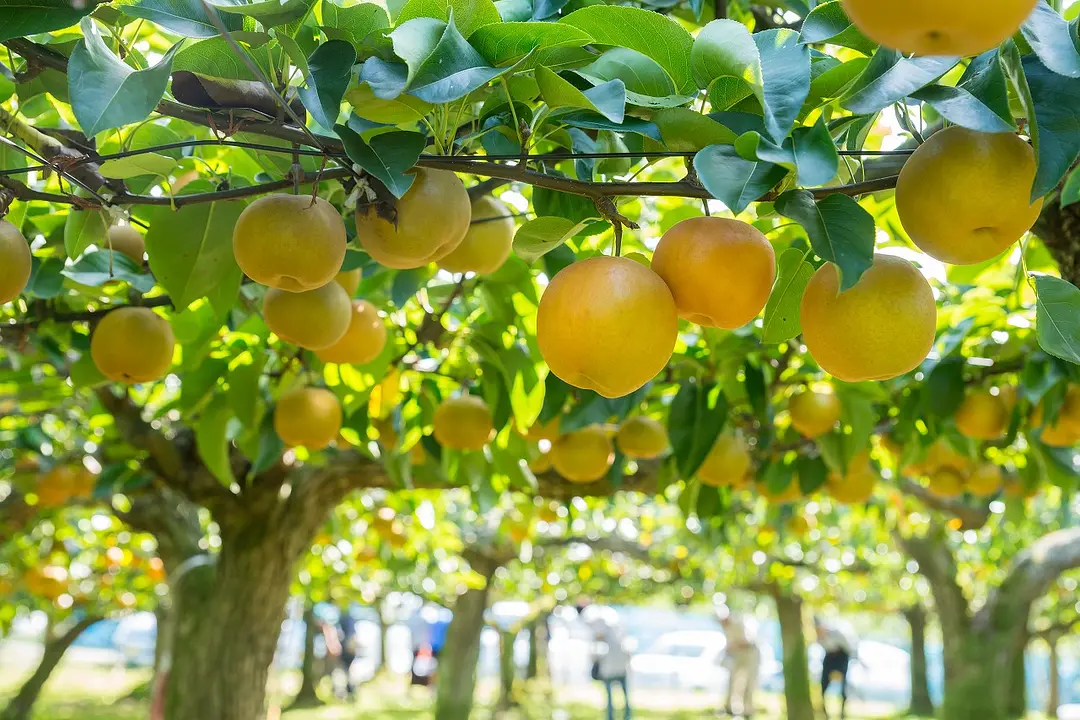 梨メイン-利府の丘果樹園