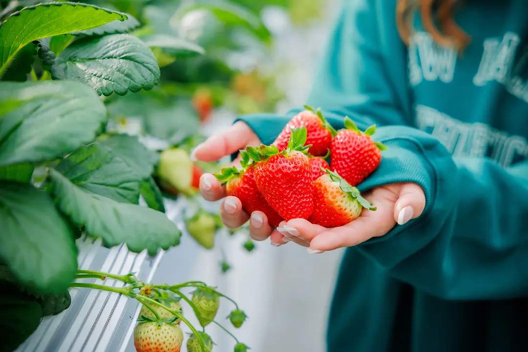 宮城県のオリジナル品種「にこにこベリー」をメインに6品種を栽培している
