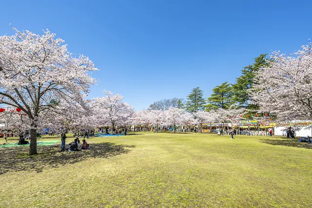 仙台の桜をめぐる1日コース