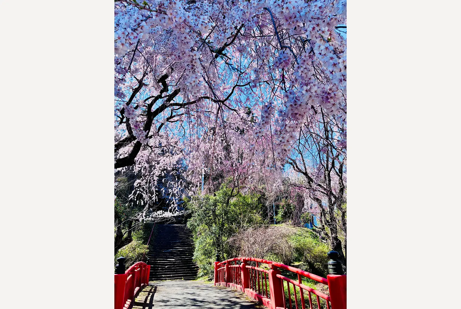 亀岡八幡宮しだれ桜.png