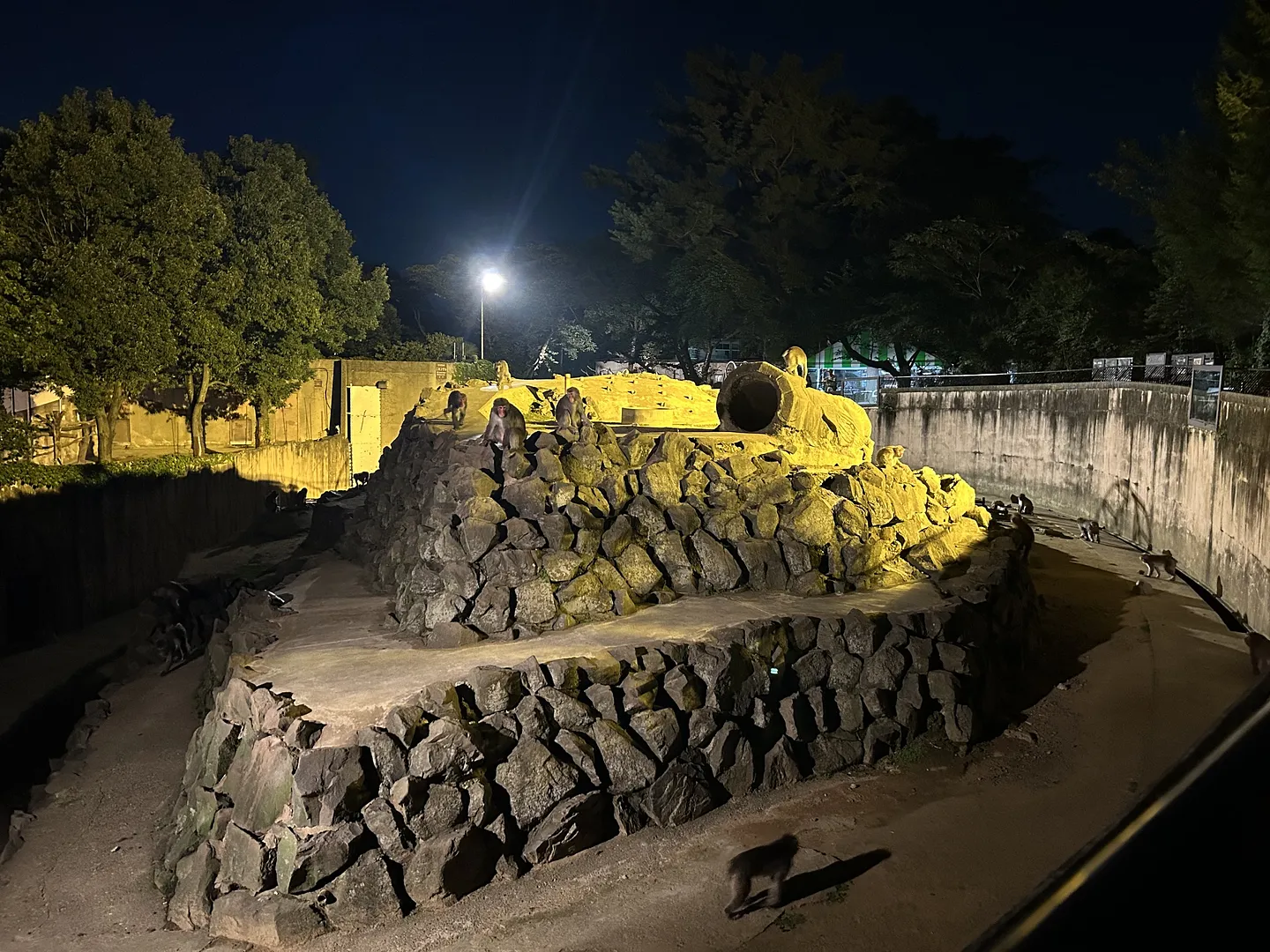 夜間開園_サル山.jpeg