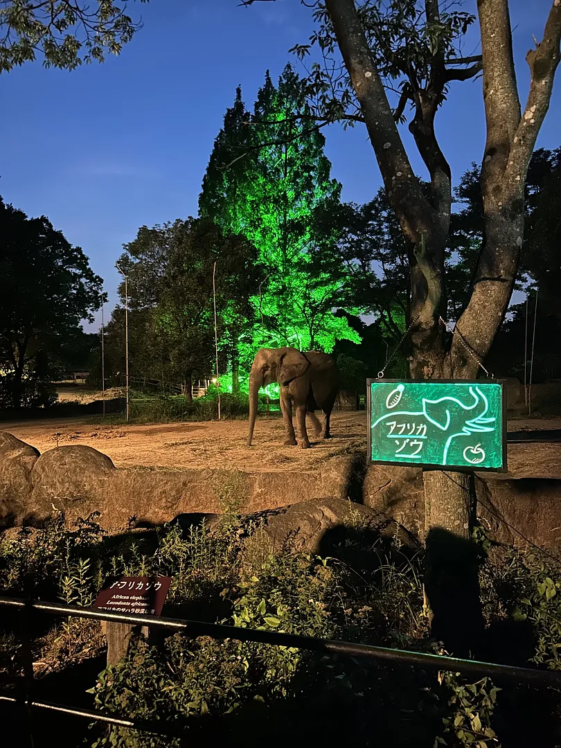 夜間開園_アフリカゾウ.jpeg
