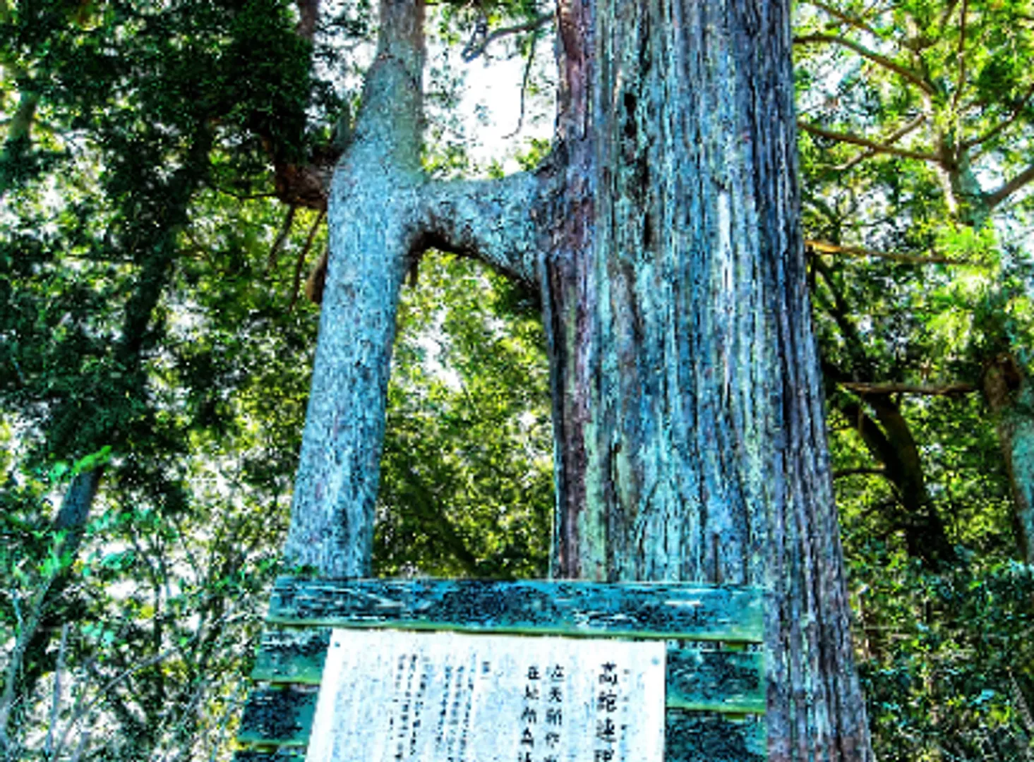 高舘連理の杉