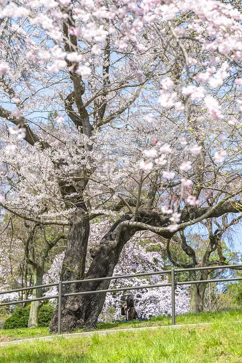 榴岡公園