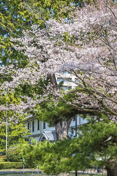 榴岡公園