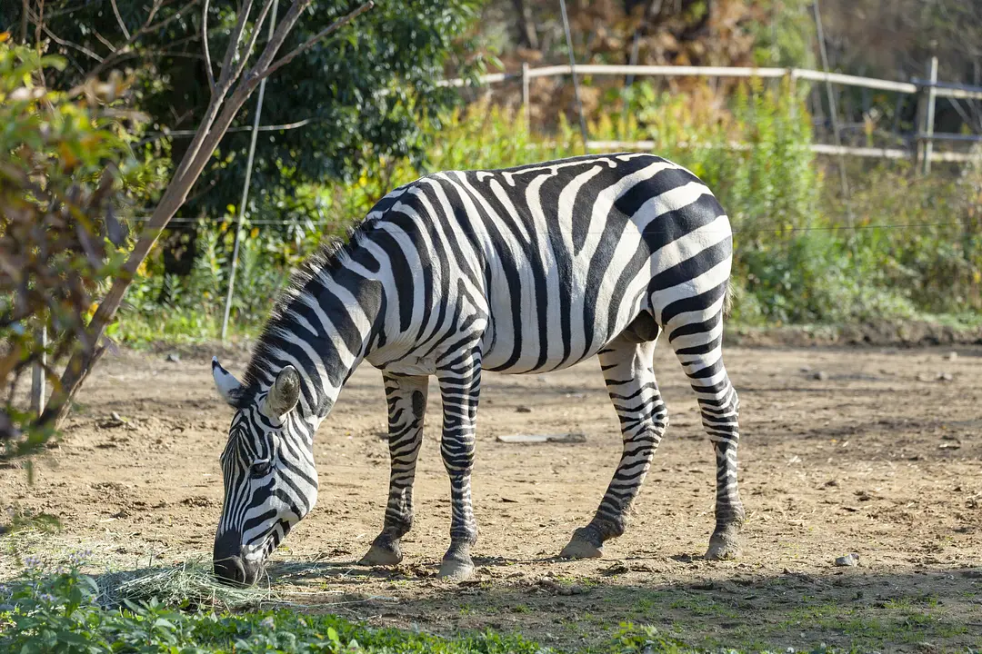 八木山動物公園フジサキの杜