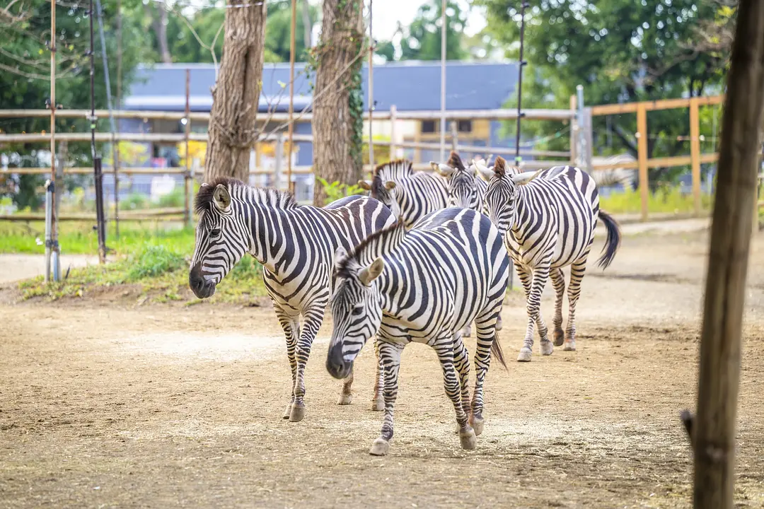 八木山動物公園フジサキの杜