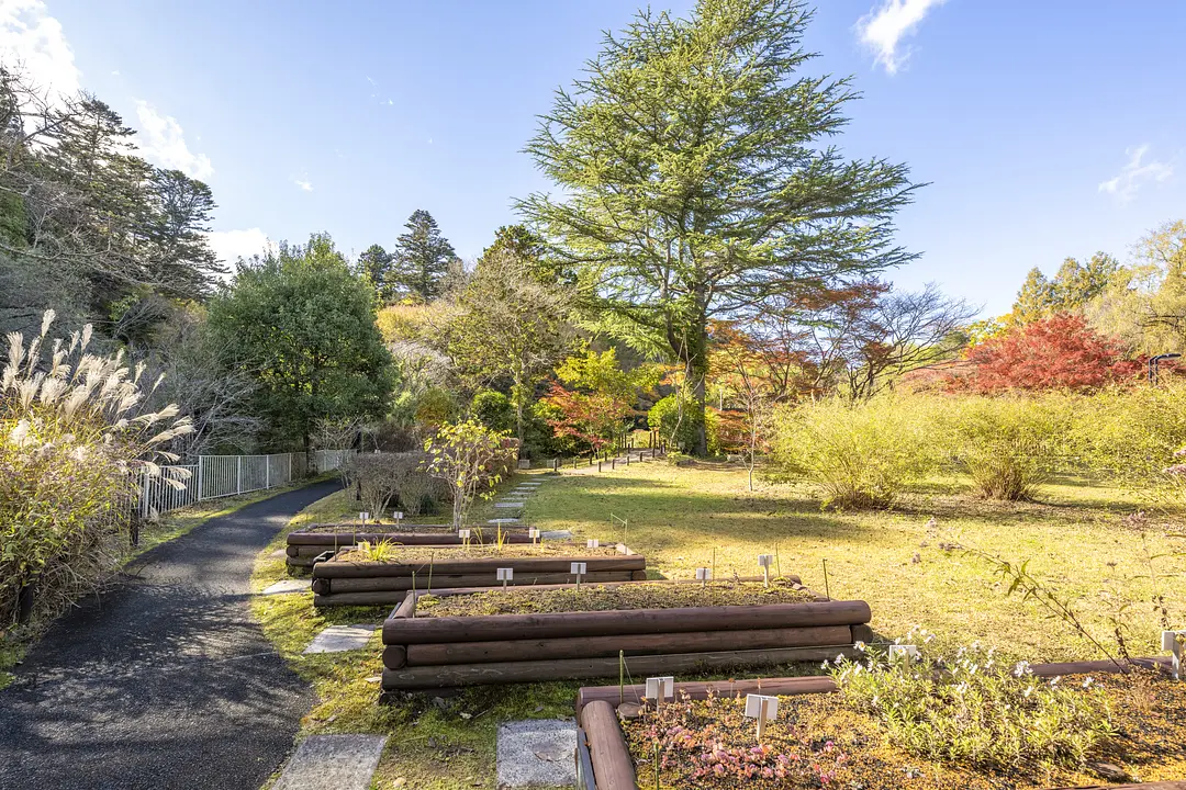 東北大学植物園