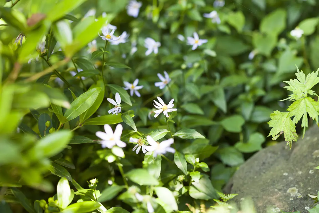 仙台市野草園