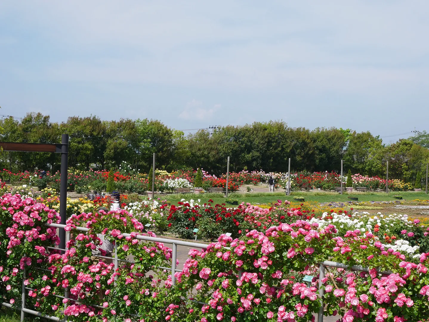 沈床花壇とバラ園_園芸センター.jpg
