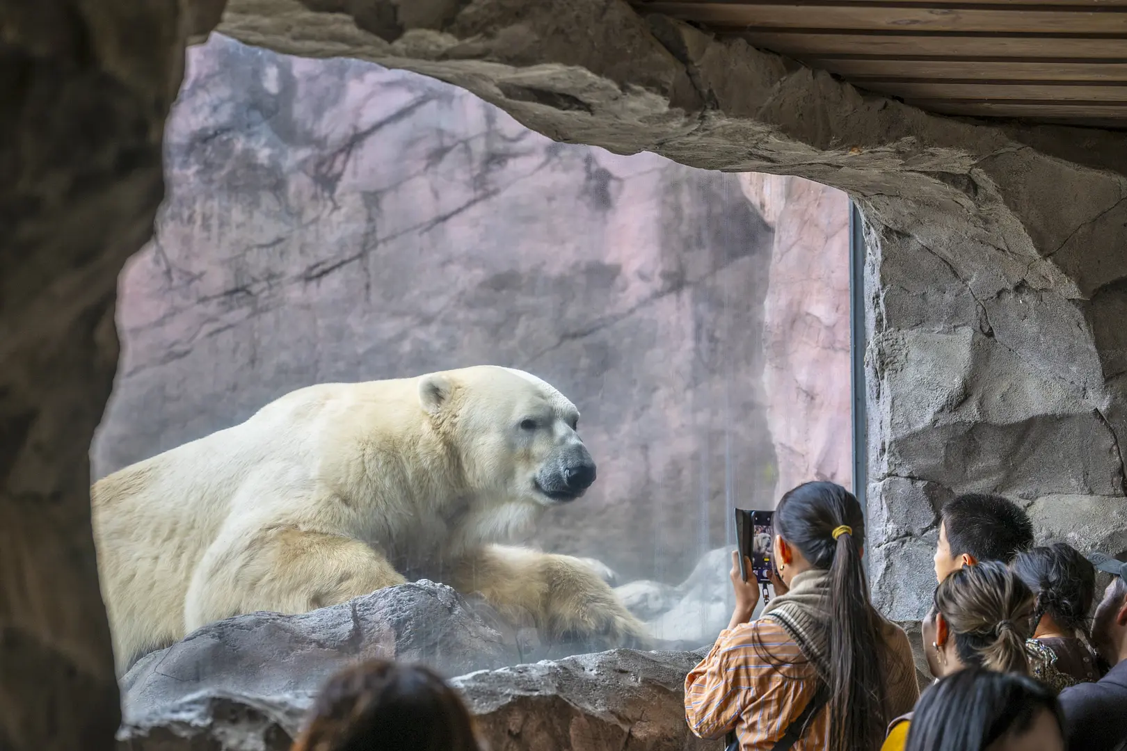 本来の動物たちの生息域の状態を再現したアフリカ園
