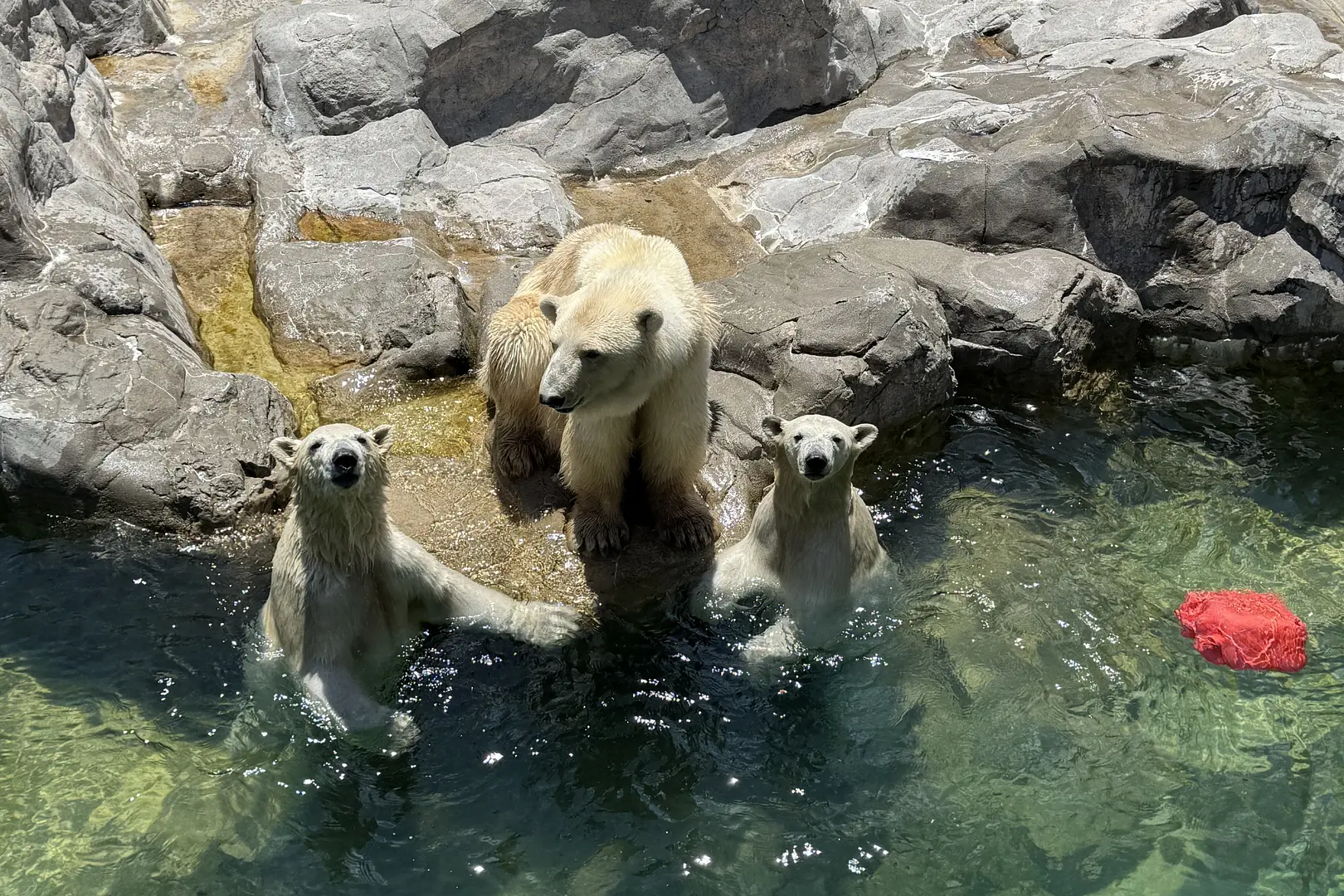 本来の動物たちの生息域の状態を再現したアフリカ園