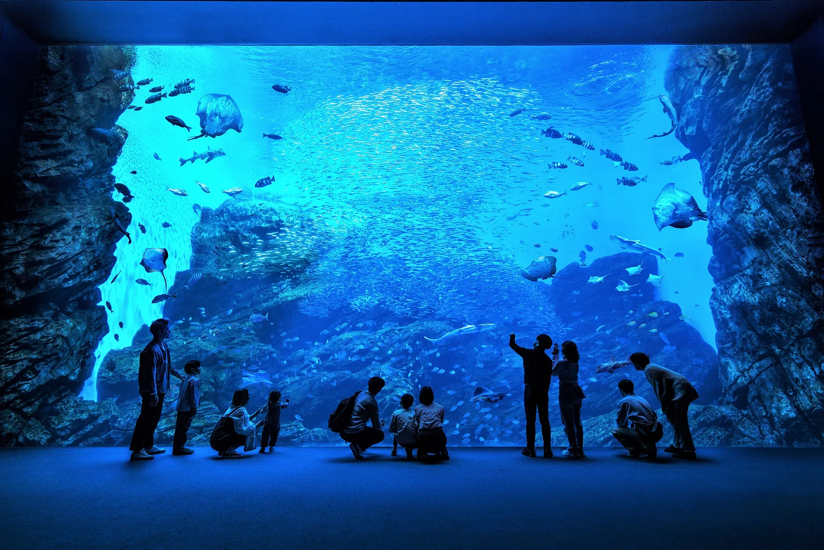 【仙台うみの杜水族館】大水槽いのちきらめくうみ（高画質）.jpg