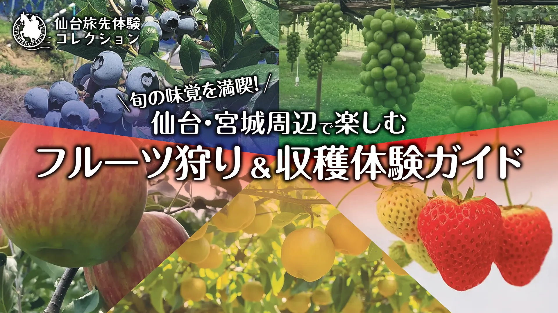 フルーツ特集mv.jpg