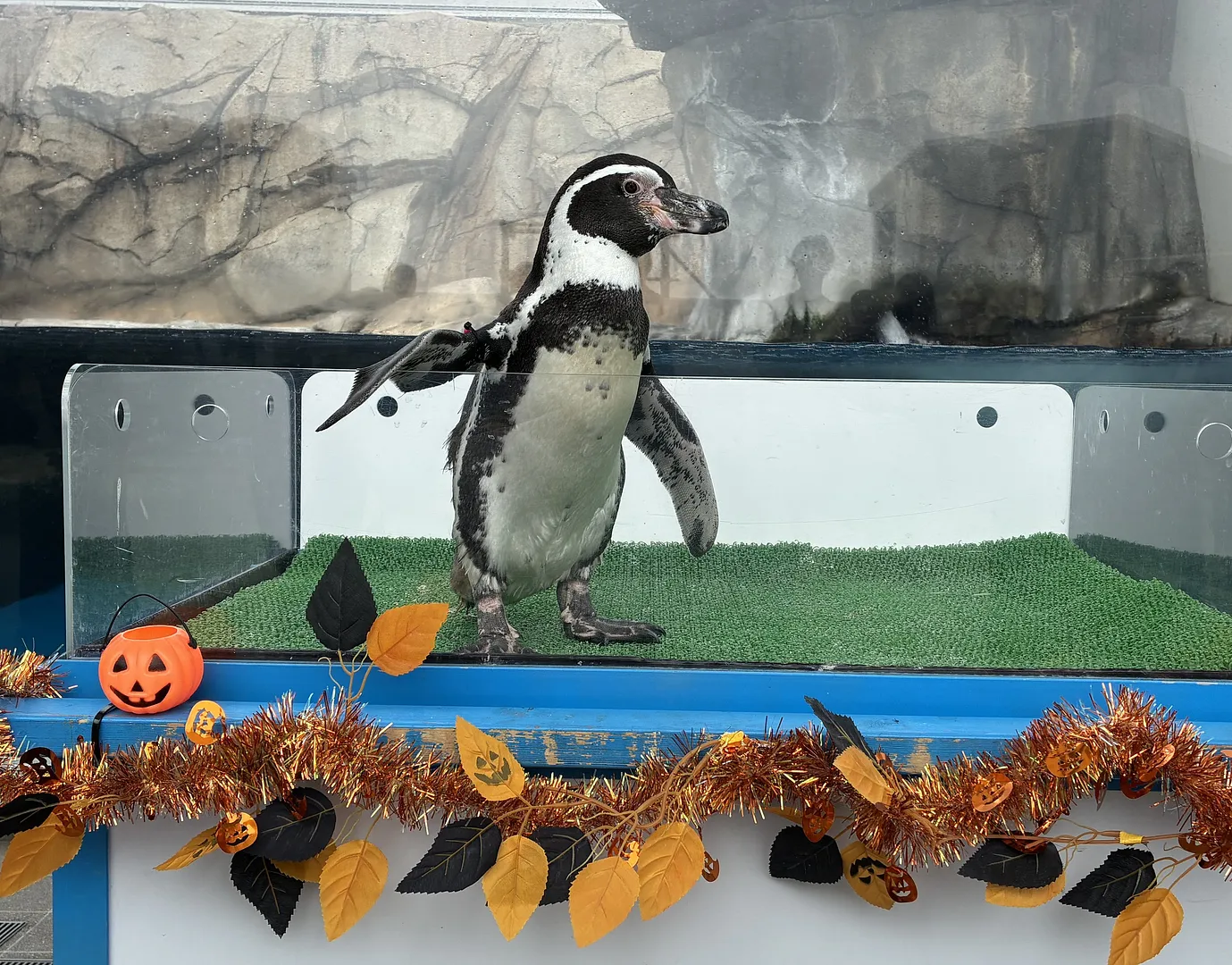 ペンギンフレンドリータイム ハロウィンVer.