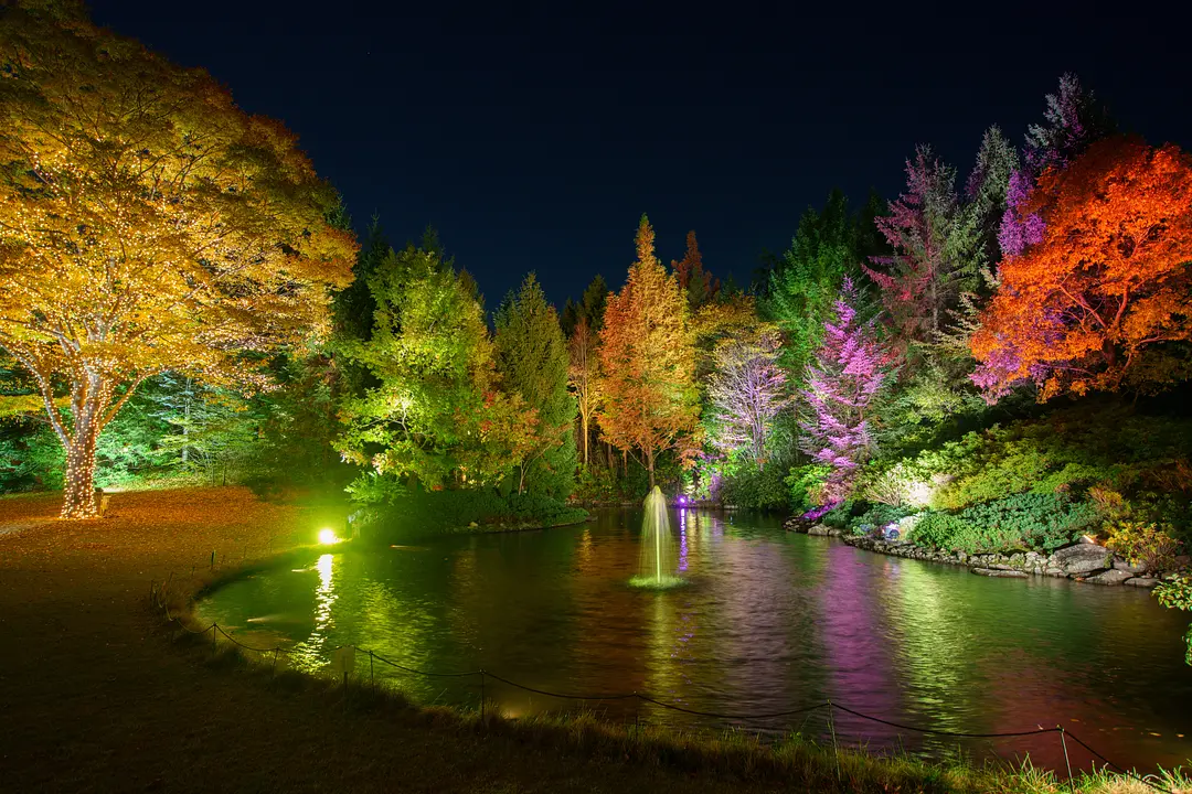 幻想的なライトアップ煌めく「ひかりの森」　2025-2026