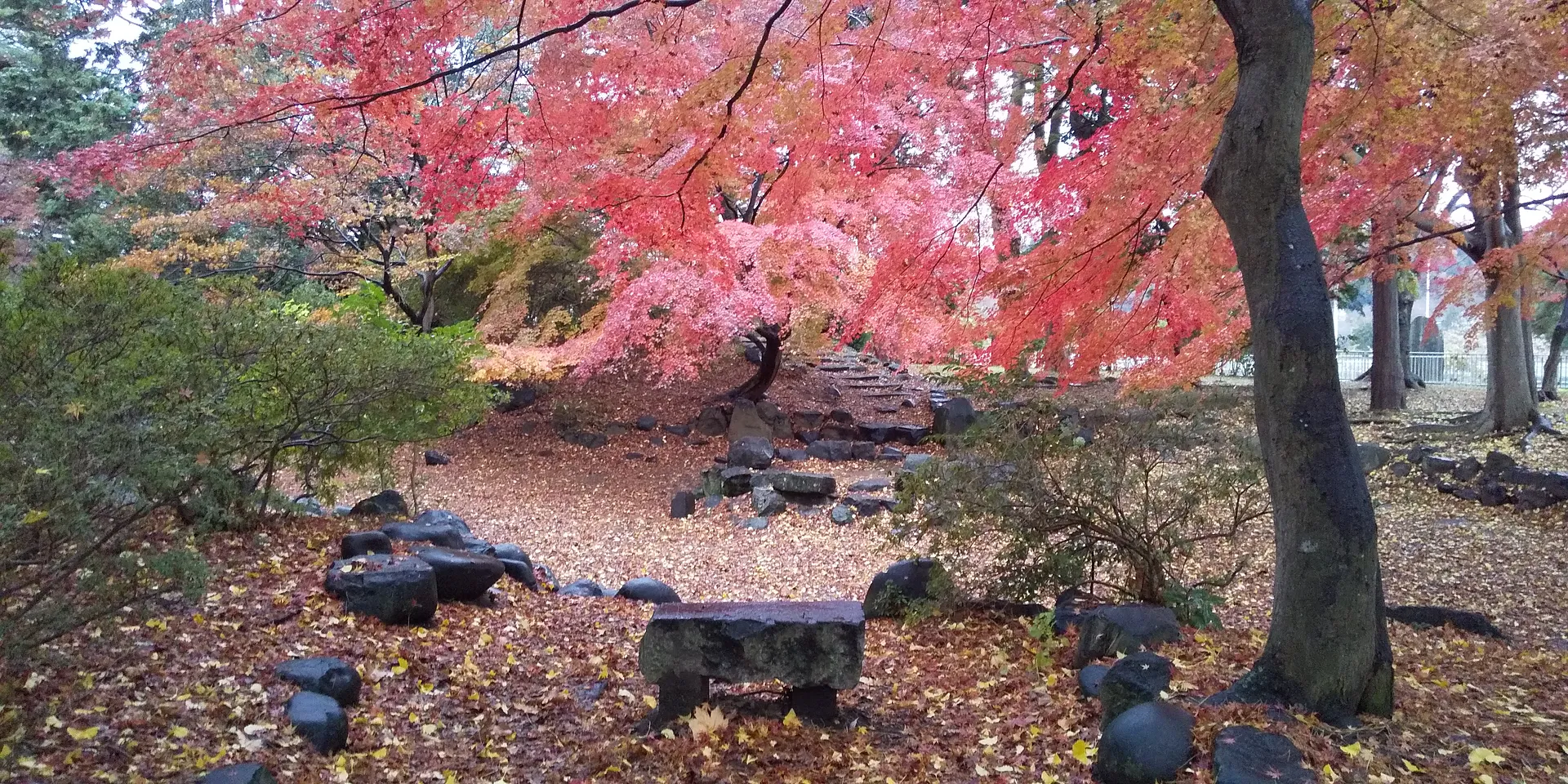 紅葉DSC_1010.JPG