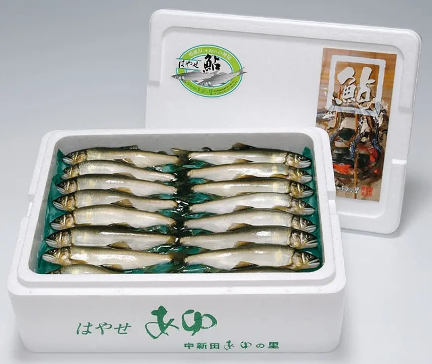はやせ鮎 活き〆鮎1kg 6月中旬～9月中旬販売