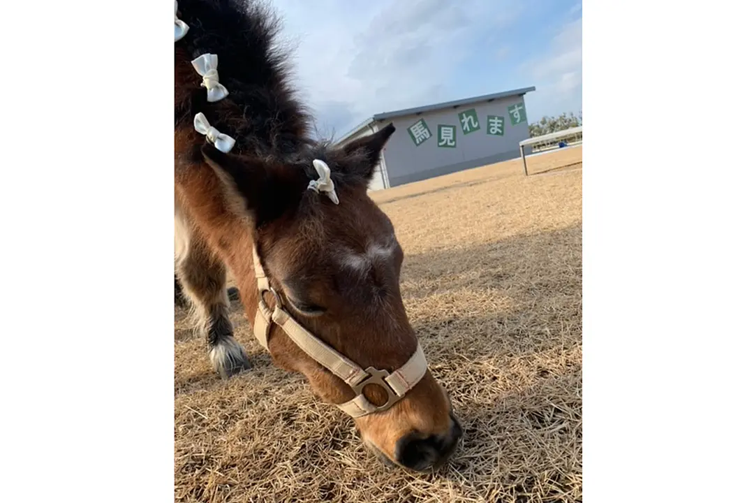 予約なしでも馬と触れ合うことができます