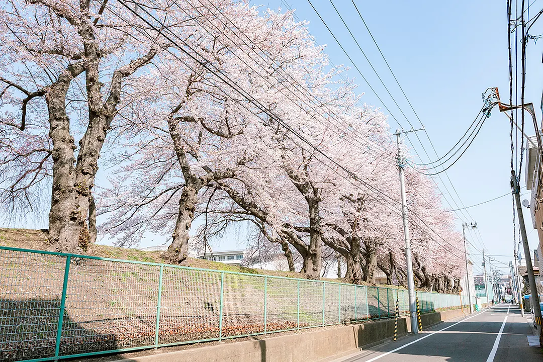 仙台第一高等学校の桜