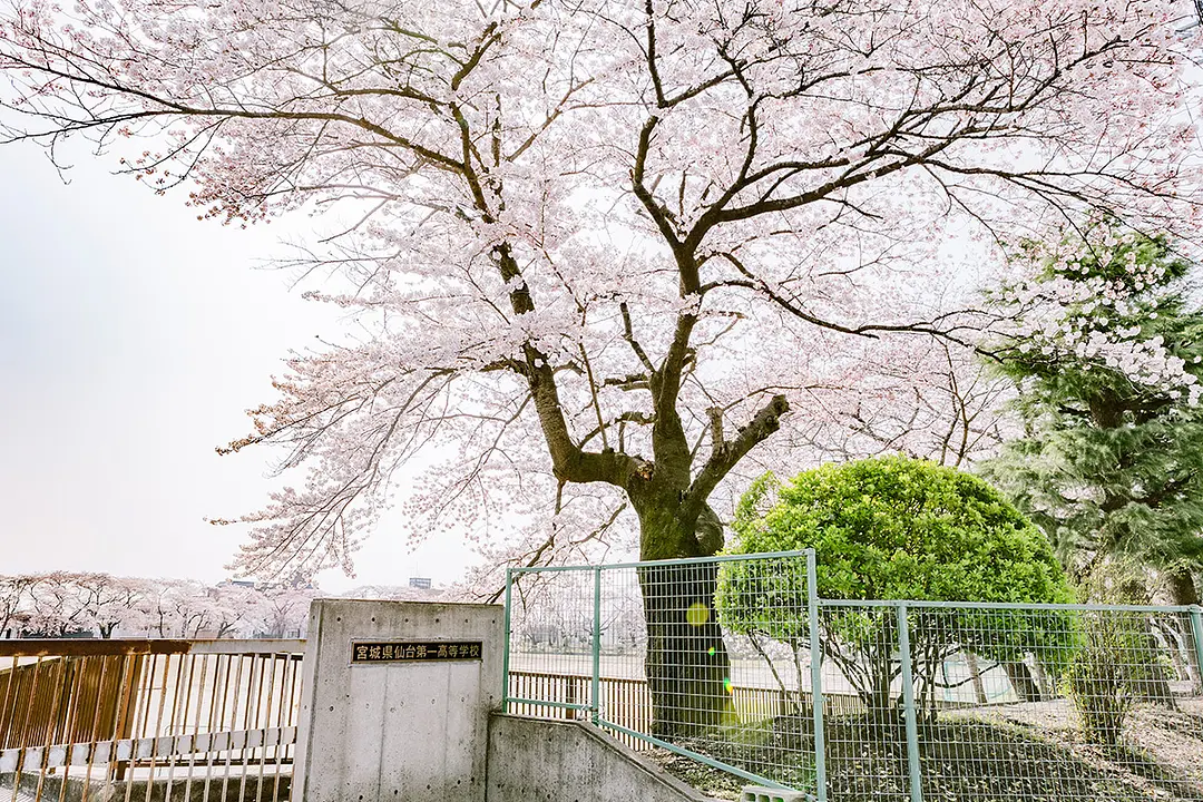 グラウンドを囲むように咲く数々の桜。（※校内への立ち入りは禁止）