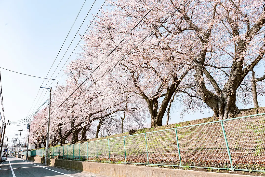 校庭の外周が散歩コースになっており、桜のシーズンは人でにぎわう。