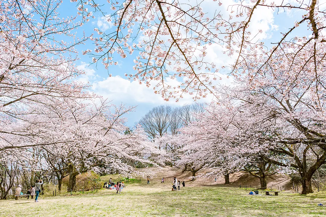 長命館（ちょうめいたて）公園の桜