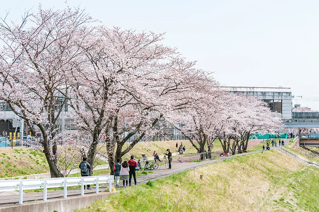 笊川（ざるがわ）の桜