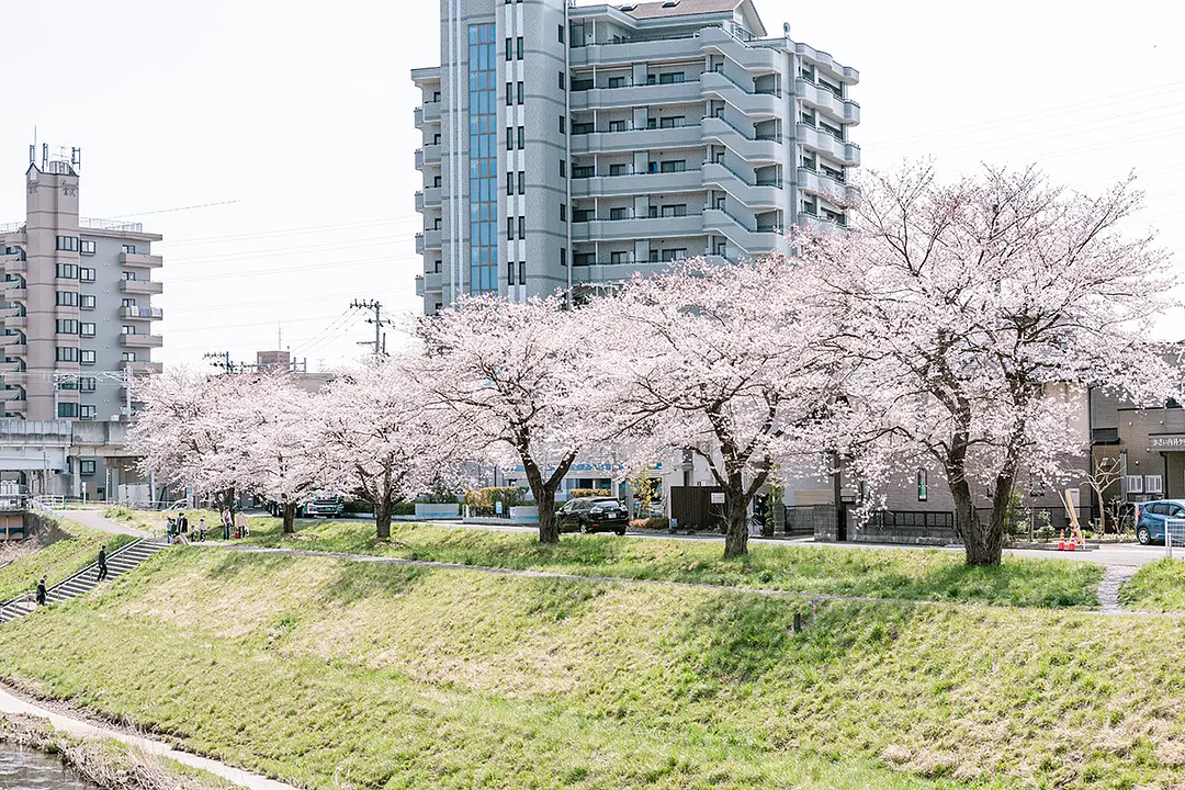 ４月初旬から見ごろに。地下鉄南北線「富沢」駅からほど近く、駅を利用する方々の憩いの場。