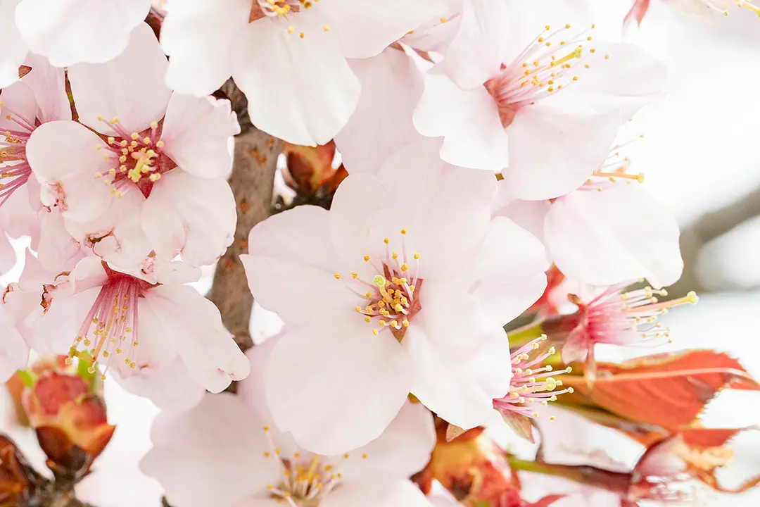 新品種の桜 秋保足軽紅重（べにがさね）
