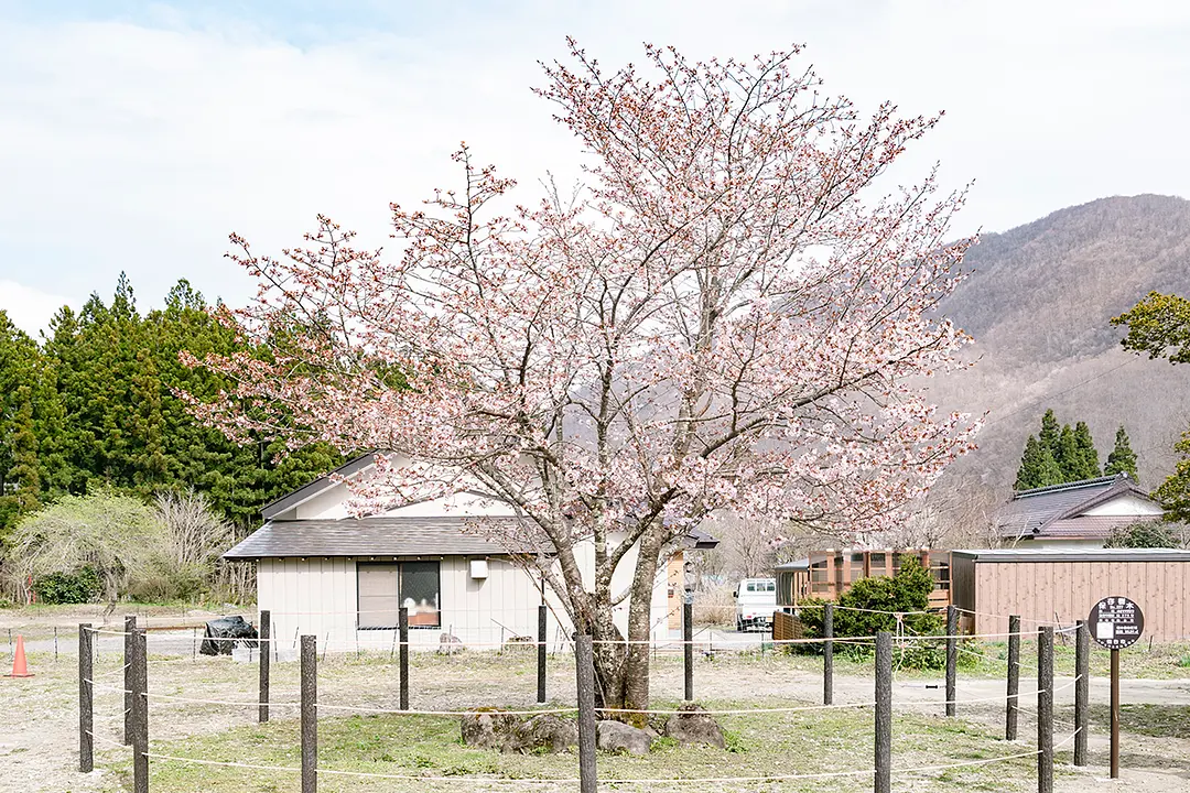 太白区秋保町野尻地区にある交流カフェ「ばんどころ」の中庭にある一本桜。