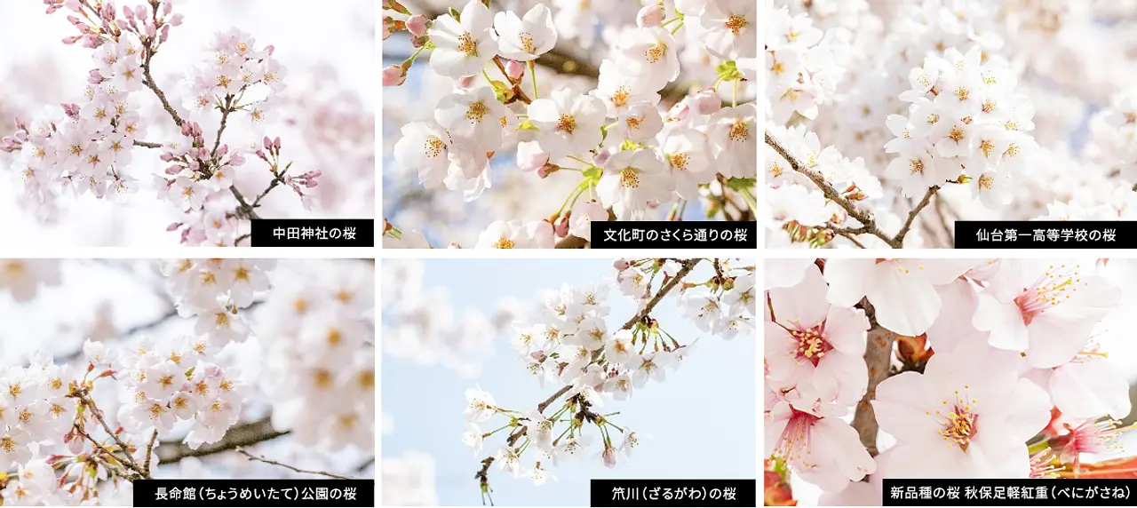 じもと民的桜スポットはいつもの風景を彩る