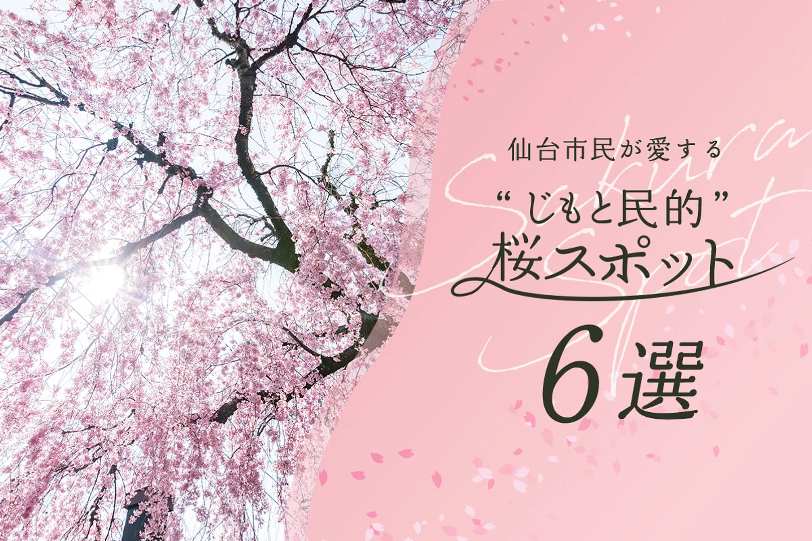 のんびりした時間が流れる、日常を彩る桜たち