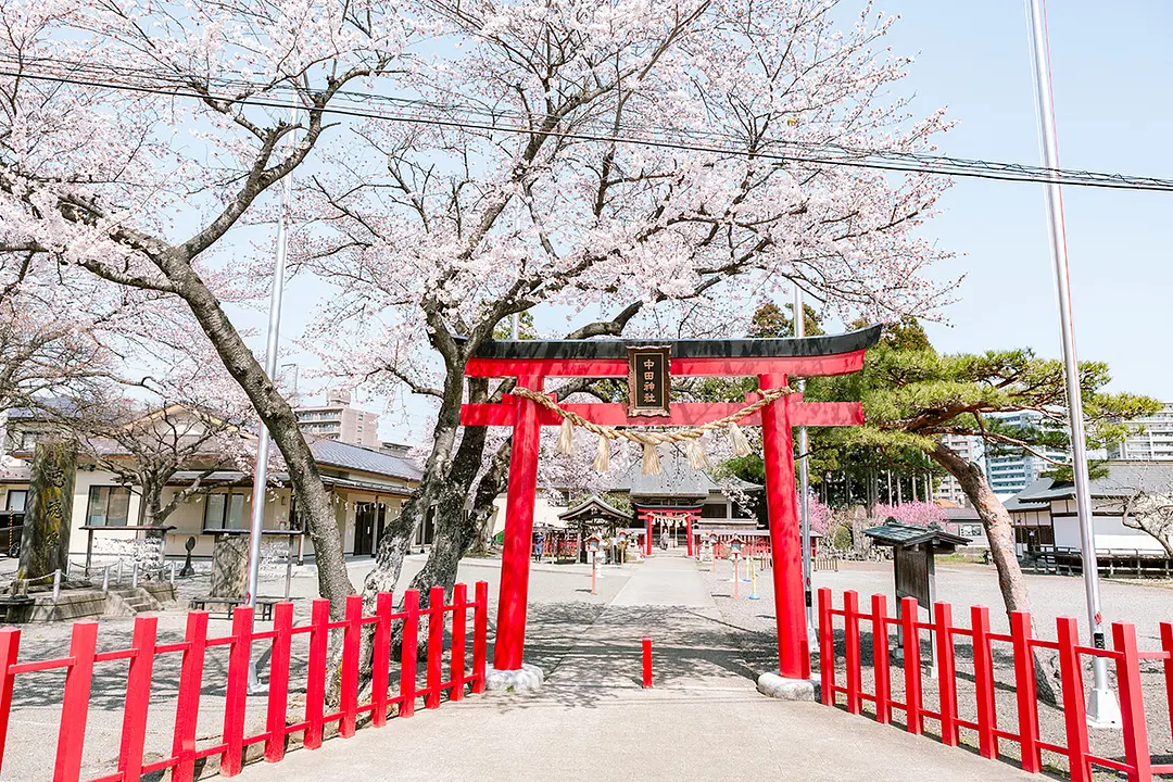 中田神社の桜