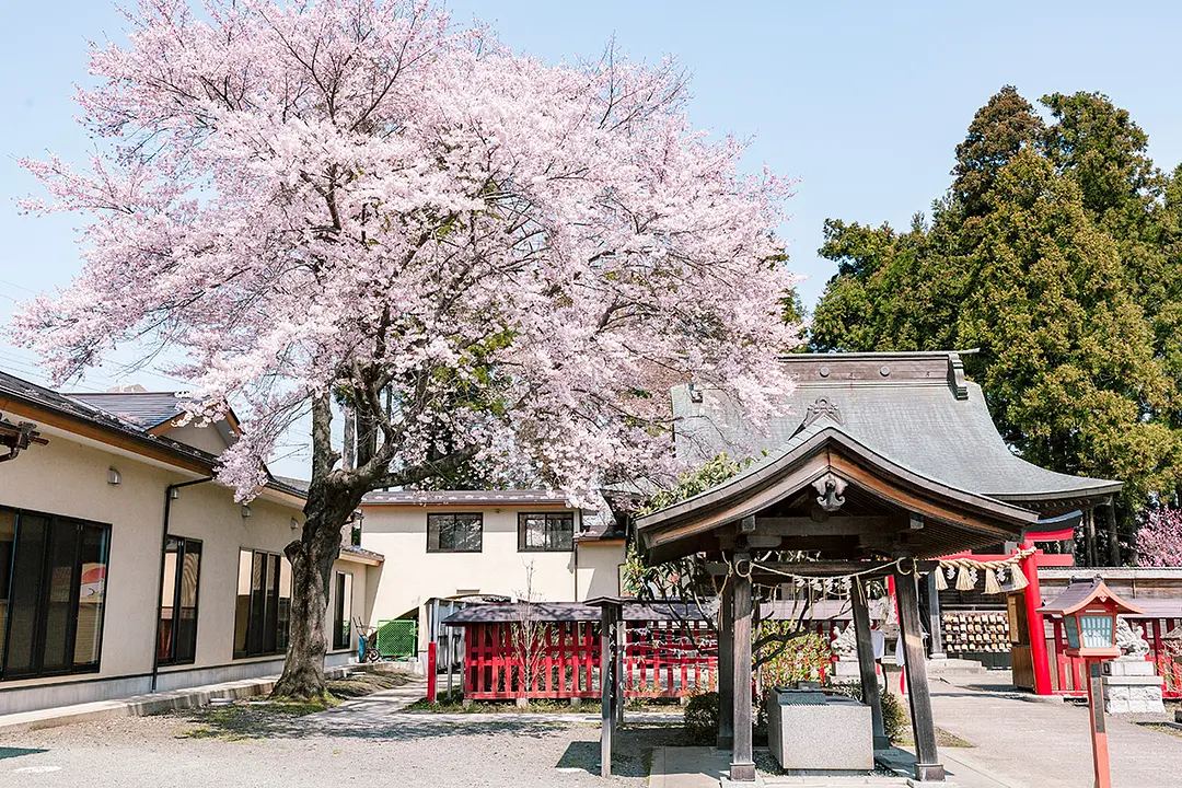 中田神社の桜は、樹齢70年前後のソメイヨシノとも言われている。