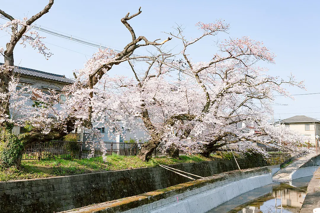 文化町のさくら通りの桜
