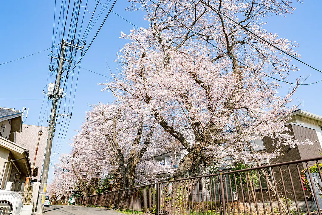 満開の目安は4月中旬。開花シーズンには、並木道を散歩する人も多くみかけられます。