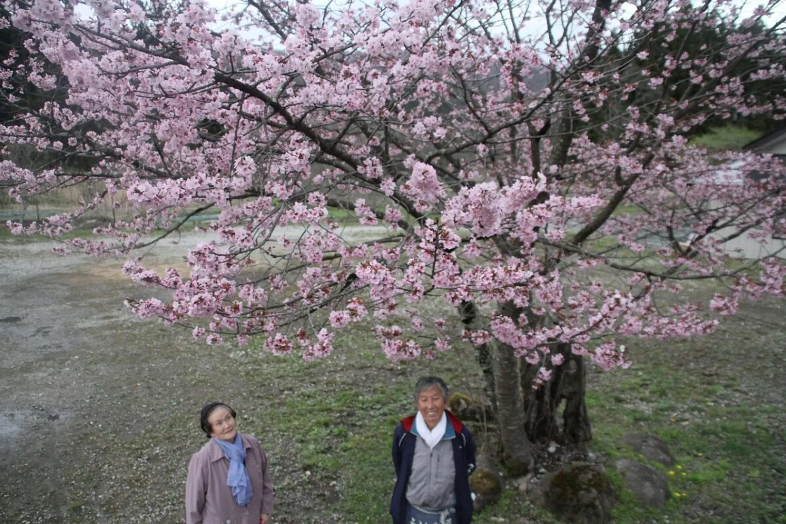 新種の桜として認定された秋保足軽紅重