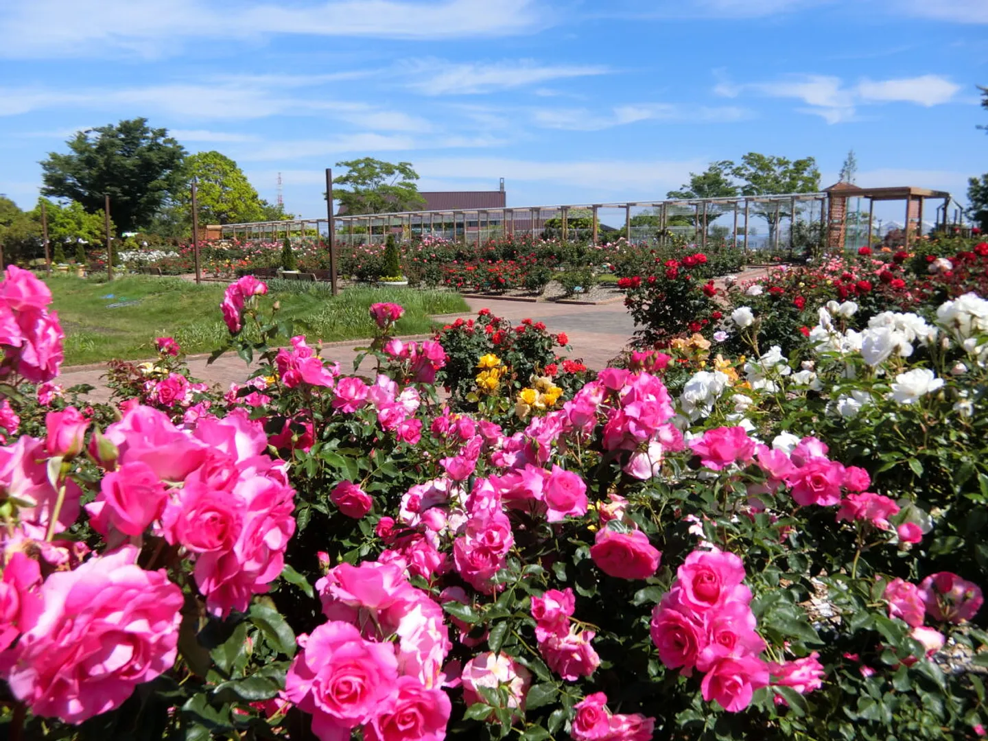 バラ園