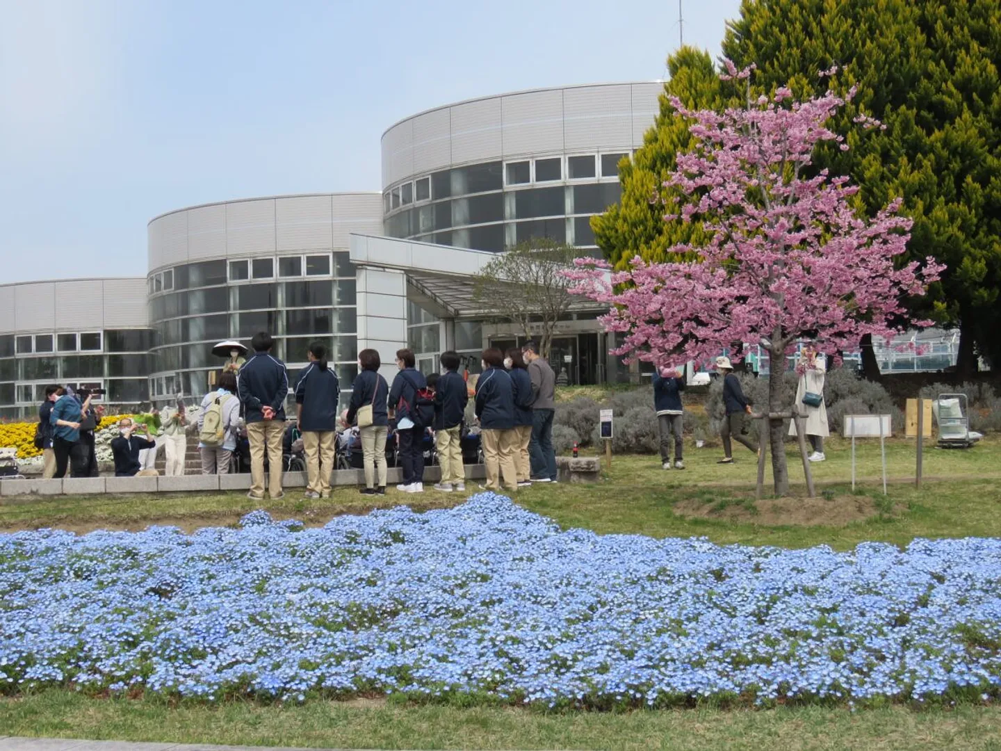 桜とネモフィラが人気の「アイスガーデン」