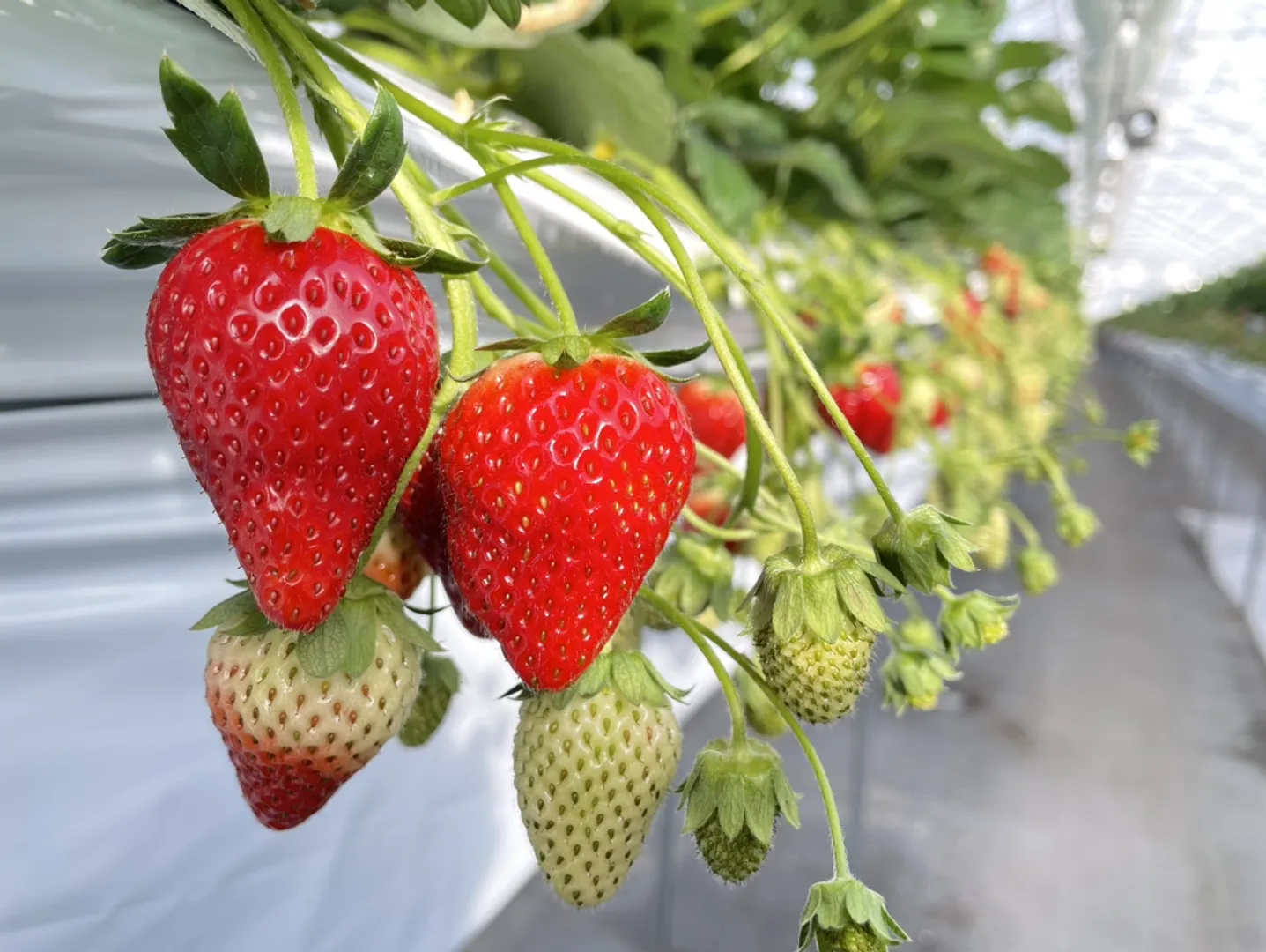 旬の果物や野菜の収穫体験がお楽しみいただけます（いちご狩りは1月～6月上旬まで）