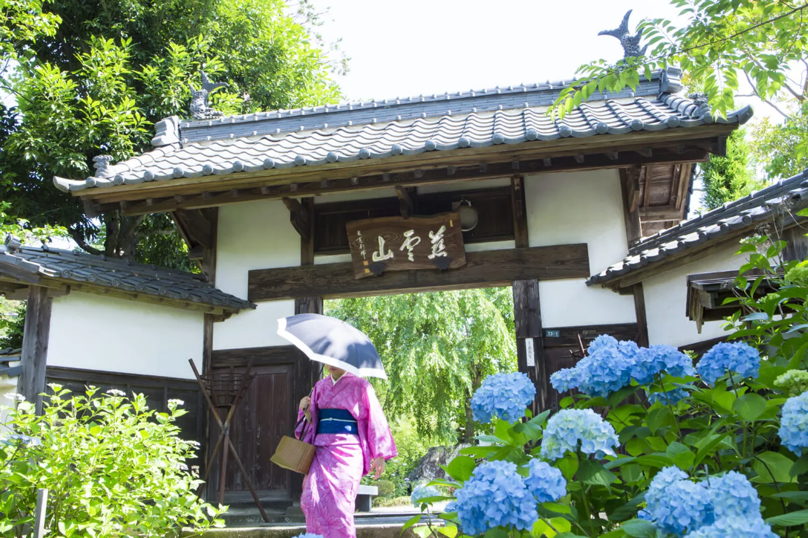 あじさいと山門
