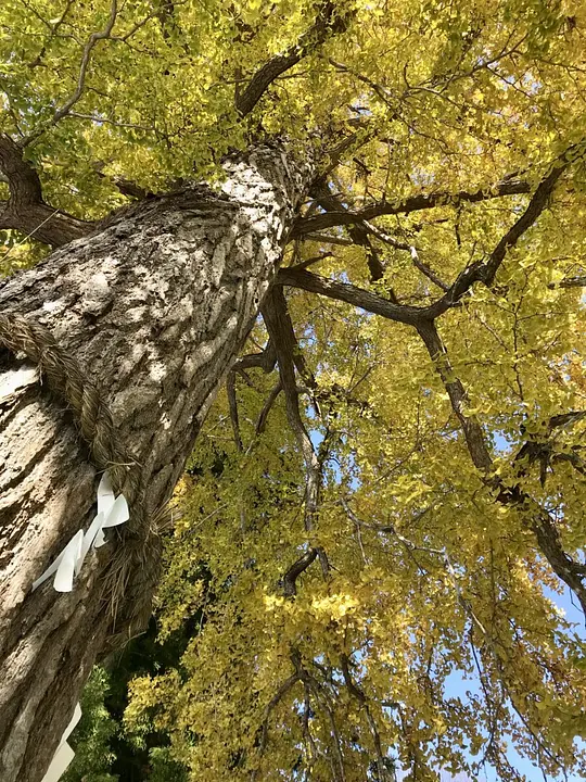 秋の境内（銀杏）