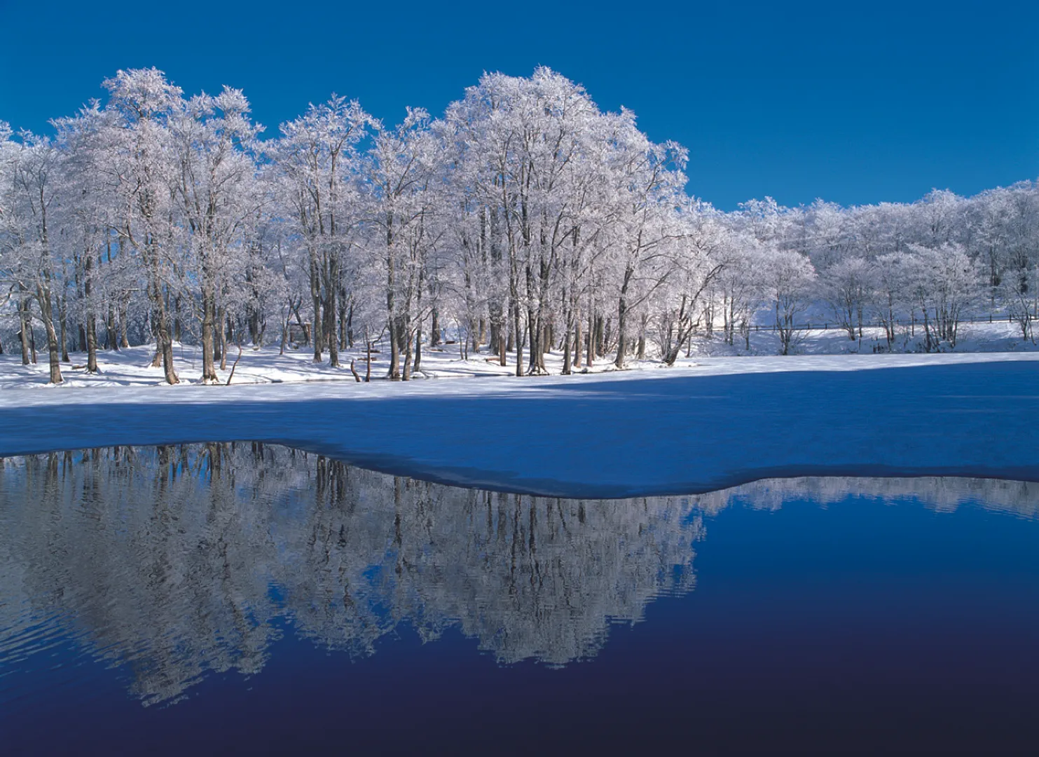 ドッコ沼湖畔の霧氷